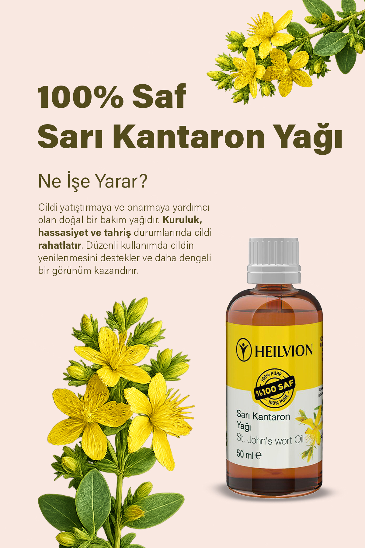 Sarı kantaron_5